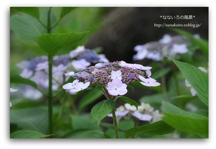 高塔山の紫陽花・2　（紫陽花の森）_e0153963_0223537.jpg