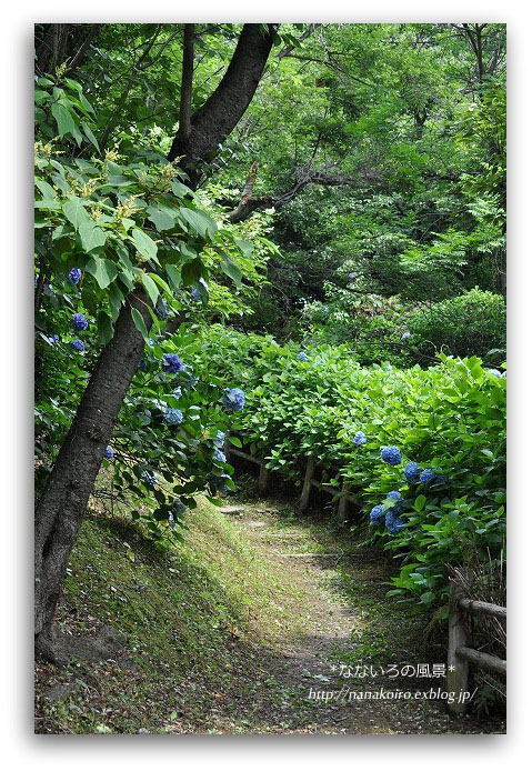 高塔山の紫陽花・2　（紫陽花の森）_e0153963_034982.jpg