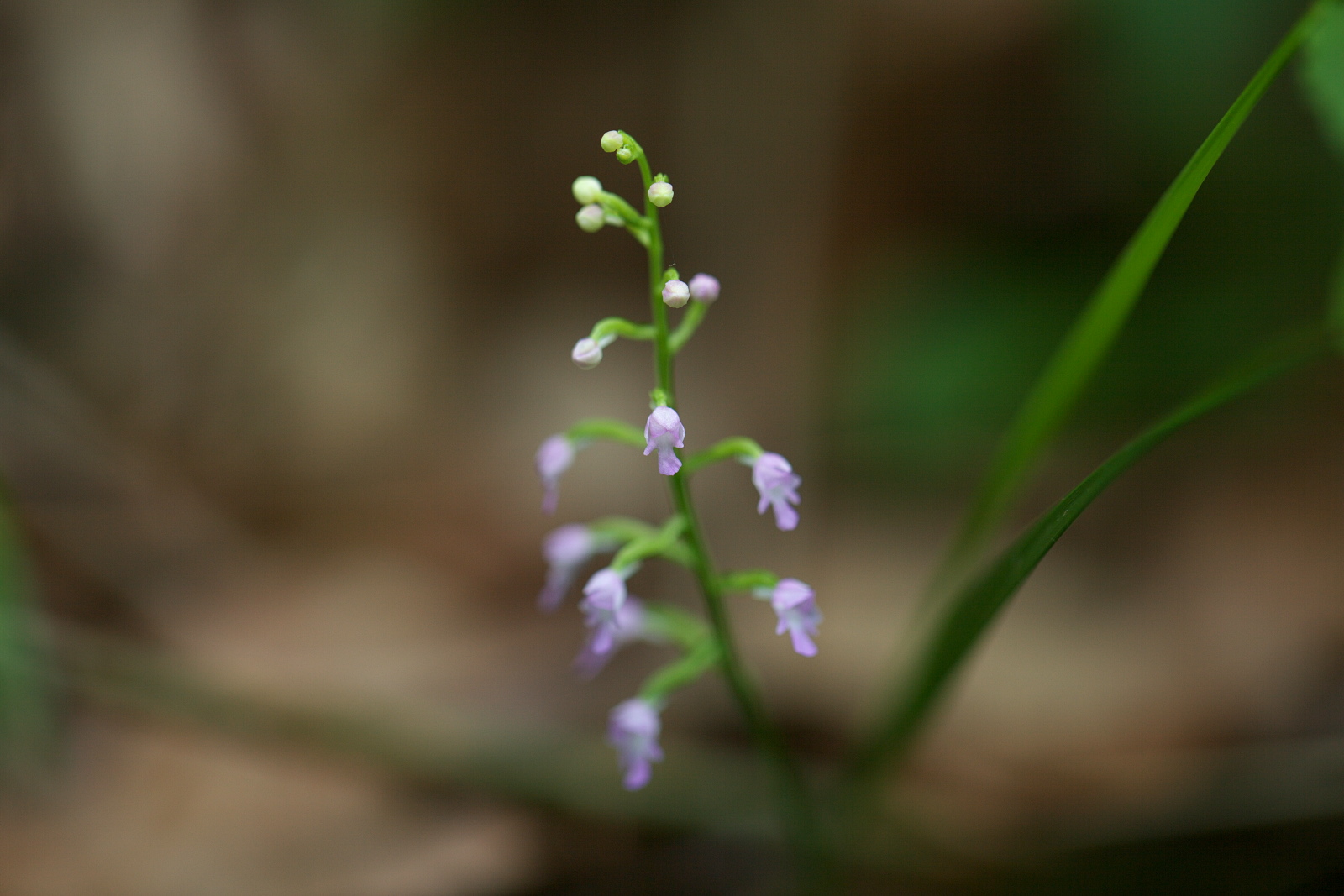 山道の花々_e0015567_18275559.jpg