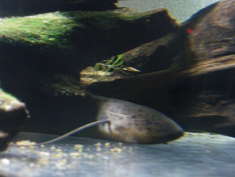 e0147481_2241451.jpg