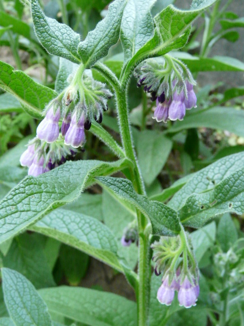 我が家の野菜の花_e0145782_17172270.jpg