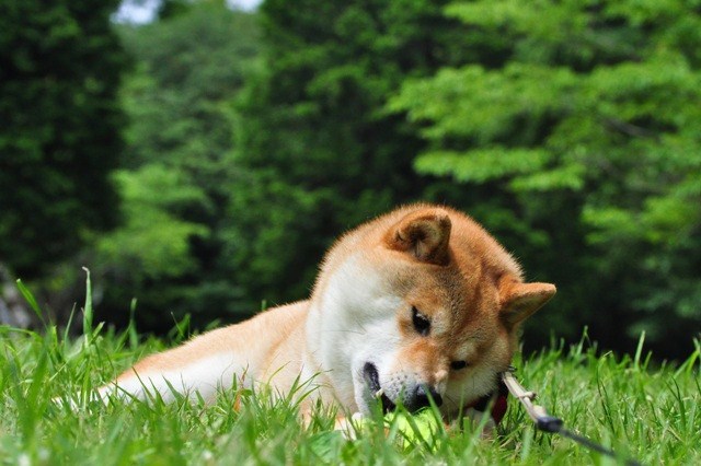かぼちゃん、走って遊ぼうよ!_a0126590_88514.jpg