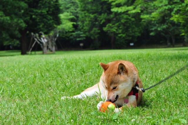 かぼちゃん、走って遊ぼうよ!_a0126590_8919100.jpg