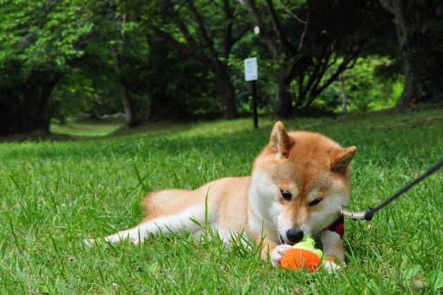 かぼちゃん、走って遊ぼうよ!_a0126590_893321.jpg