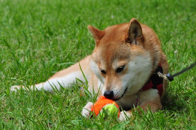 かぼちゃん、走って遊ぼうよ!_a0126590_89754.jpg