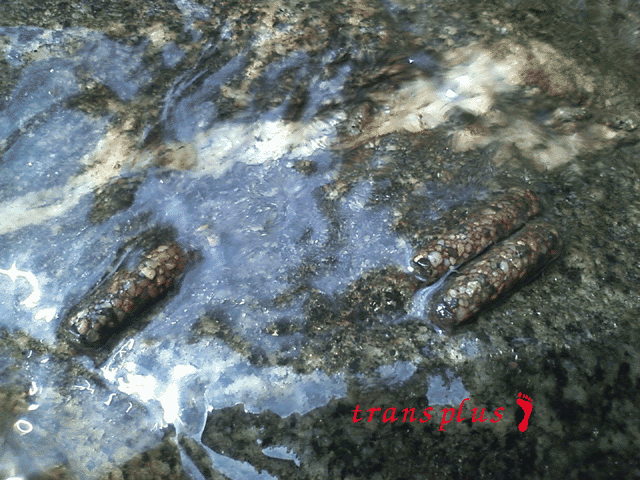 b0031493_21223384.gif