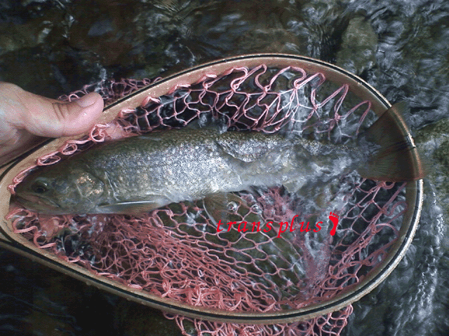 b0031493_21282028.gif