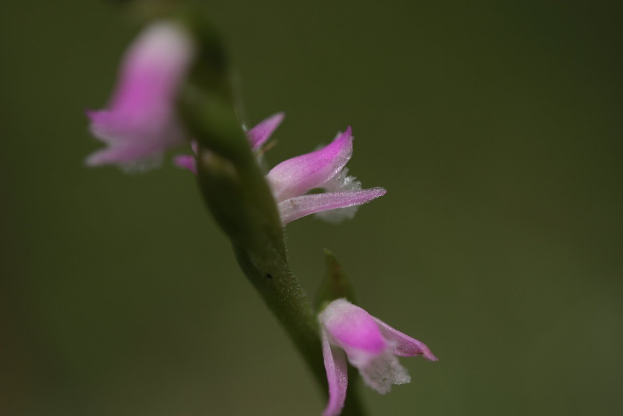 【2010年小金井公園の花達（３）】_e0167295_21284990.jpg