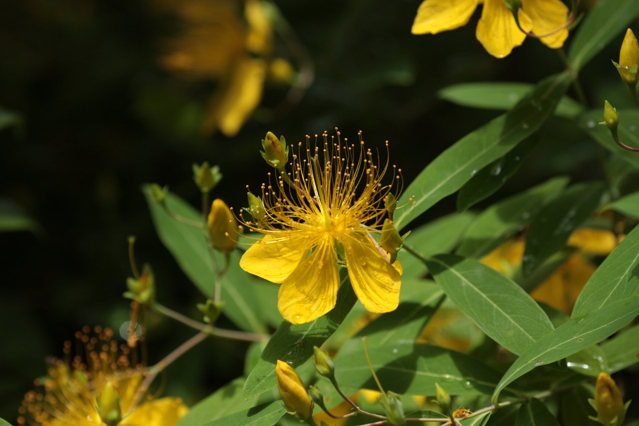 【2010年小金井公園の花達（３）】_e0167295_21285537.jpg