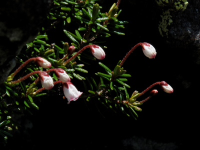黒斑山花情報_e0120896_6482770.jpg