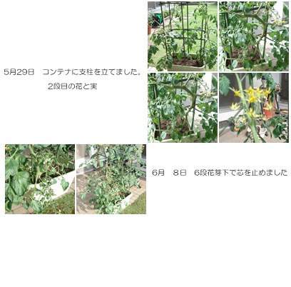 ミニトマト　プランター栽培_d0152100_16335739.jpg
