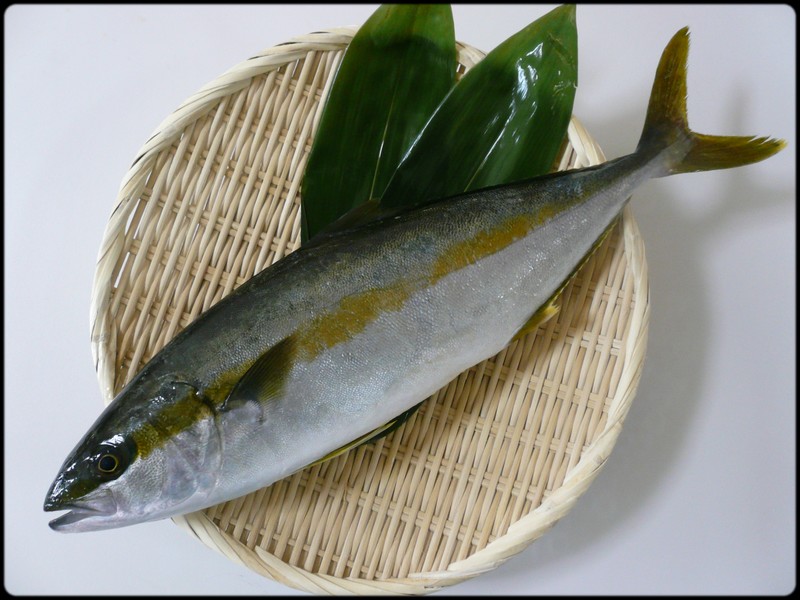 今日の魚 ヒラマサ 魚と野菜と私と和ノ香 今日の魚 ヒラマサ 魚と野菜と私と和ノ香
