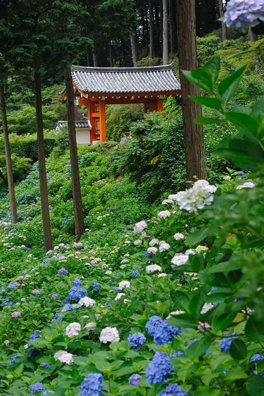 梅雨の彩りを探しに・三室戸寺 其の一_f0032011_194515.jpg