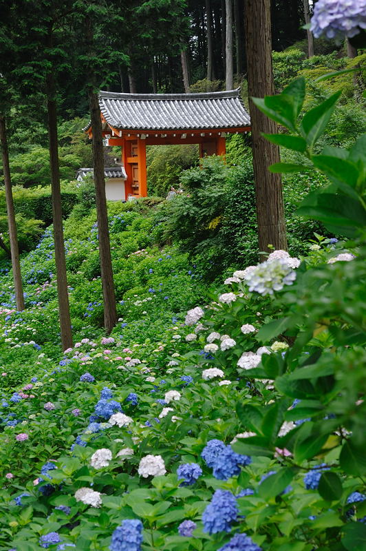 梅雨の彩りを探しに・三室戸寺　其の一_f0032011_194515.jpg