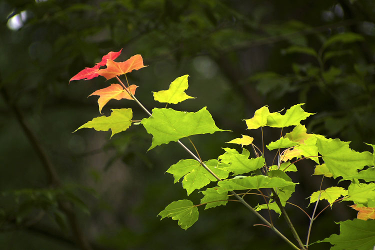 春紅葉_c0033513_20124278.jpg
