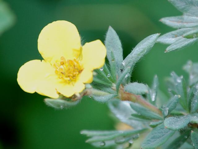 e0126318_6243031.jpg