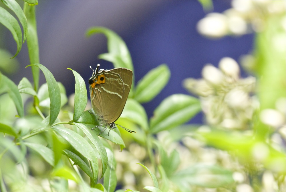 ミドリ探し・・・・20100620_f0160222_6185463.jpg