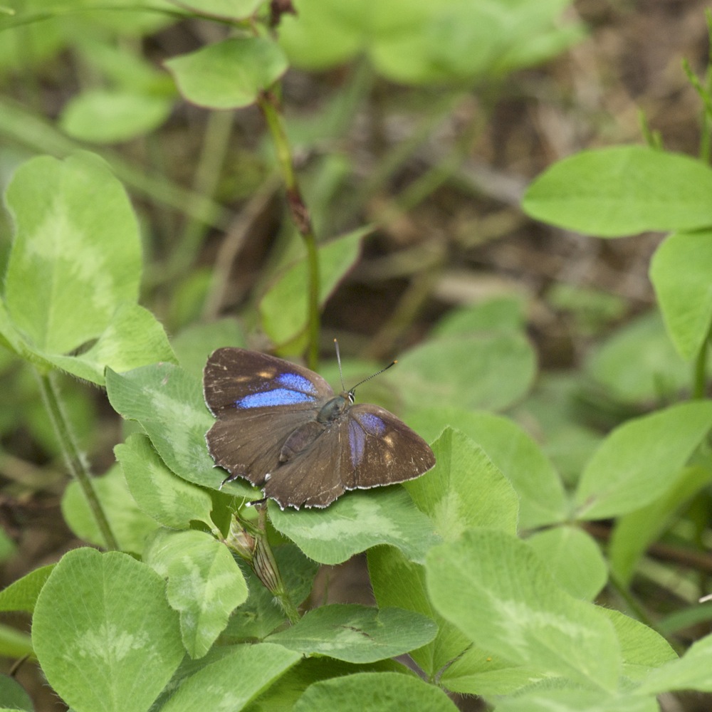 ミドリ探し・・・・20100620_f0160222_619584.jpg