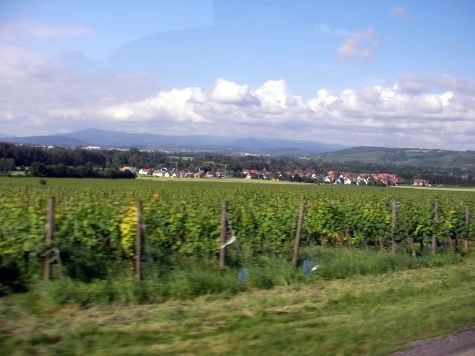 Marathon du vignoble d\'Alsace 当日編*_d0049723_22462713.jpg