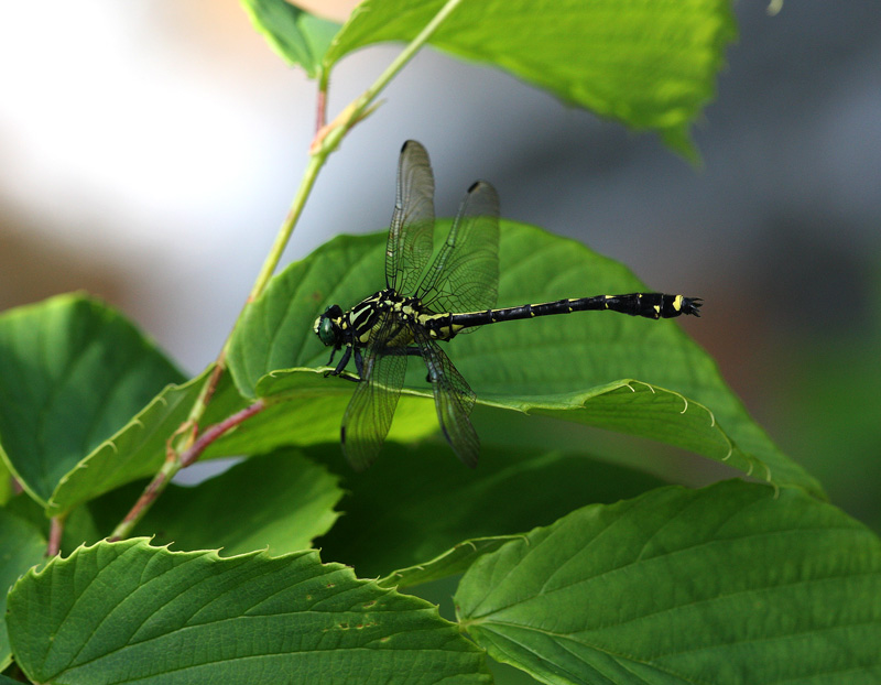 ヤマサナエ雄 Asiagomphus melaenops_f0161823_9583340.jpg