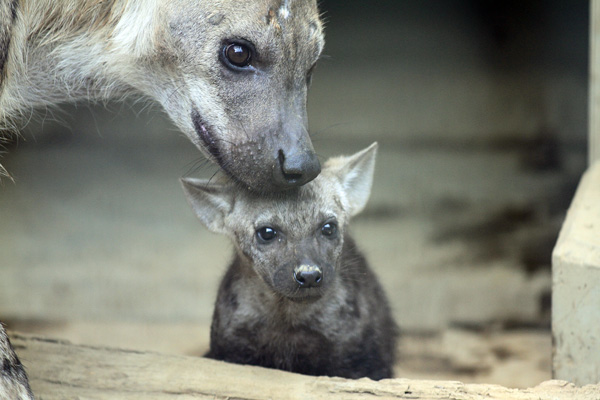 ハイエナの赤ちゃんデビュー 動物園放浪記