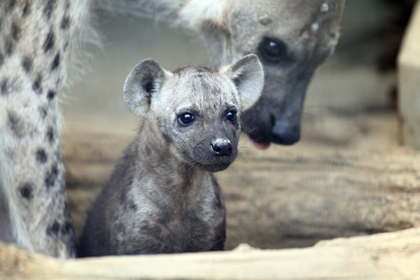ハイエナの赤ちゃんデビュー 動物園放浪記