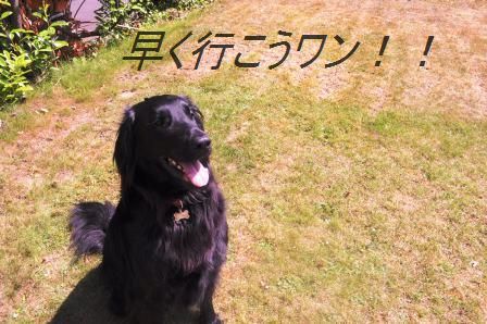 食べるラー油で!豚しゃぶとわかめの春雨サラダ_d0104926_1475446.jpg