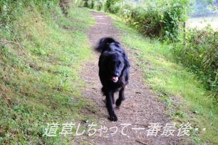 食べるラー油で!豚しゃぶとわかめの春雨サラダ_d0104926_1504813.jpg