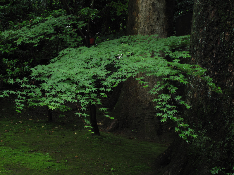 #443 大乗寺_b0177233_4581037.jpg