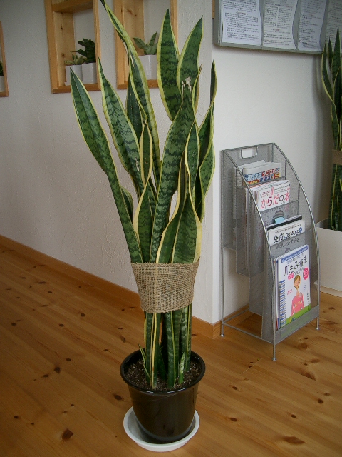 植え替え_a0155844_1044897.jpg