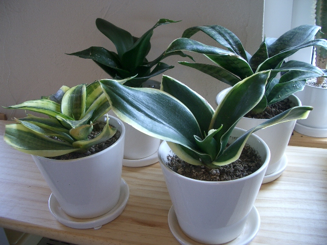 植え替え_a0155844_10491997.jpg