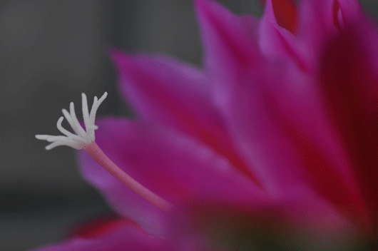 c0093046_7215715.gif