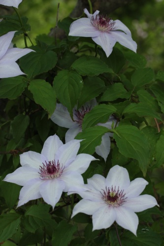丁子草 と カザグルマ_c0118352_0594538.jpg