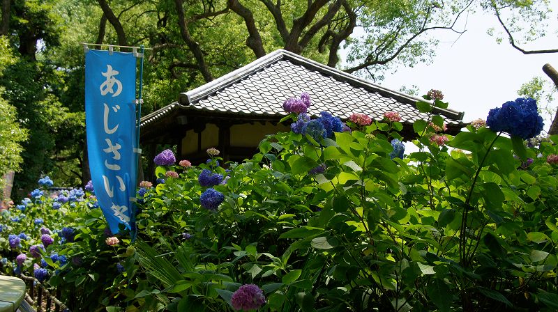 紫陽花祭 雅楽、舞楽奉納 （伏見 藤森神社 ） (2010年06月21日)_c0119555_22445041.jpg