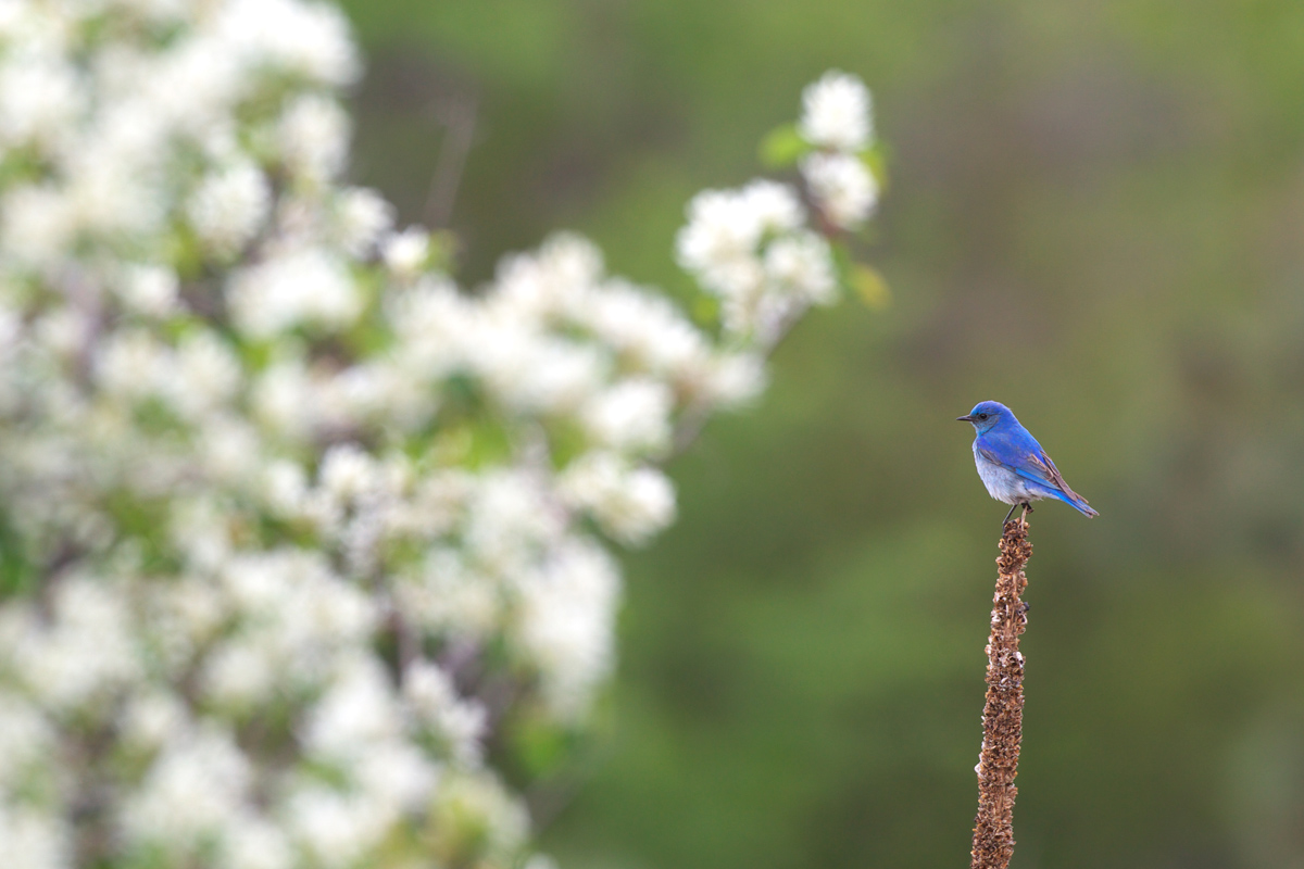 ムジルリツグミ ぼちぼち と 野鳥大好き O