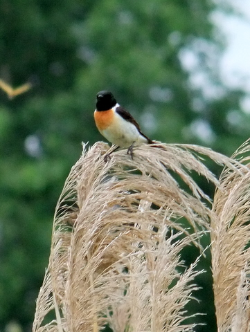 草原に輝く野の鳥たち。_b0165760_2136625.jpg