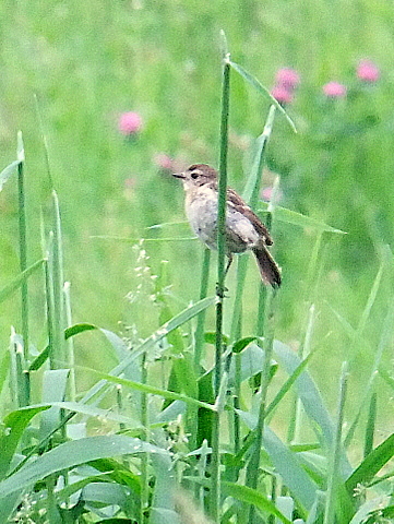 草原に輝く野の鳥たち。_b0165760_2271537.jpg