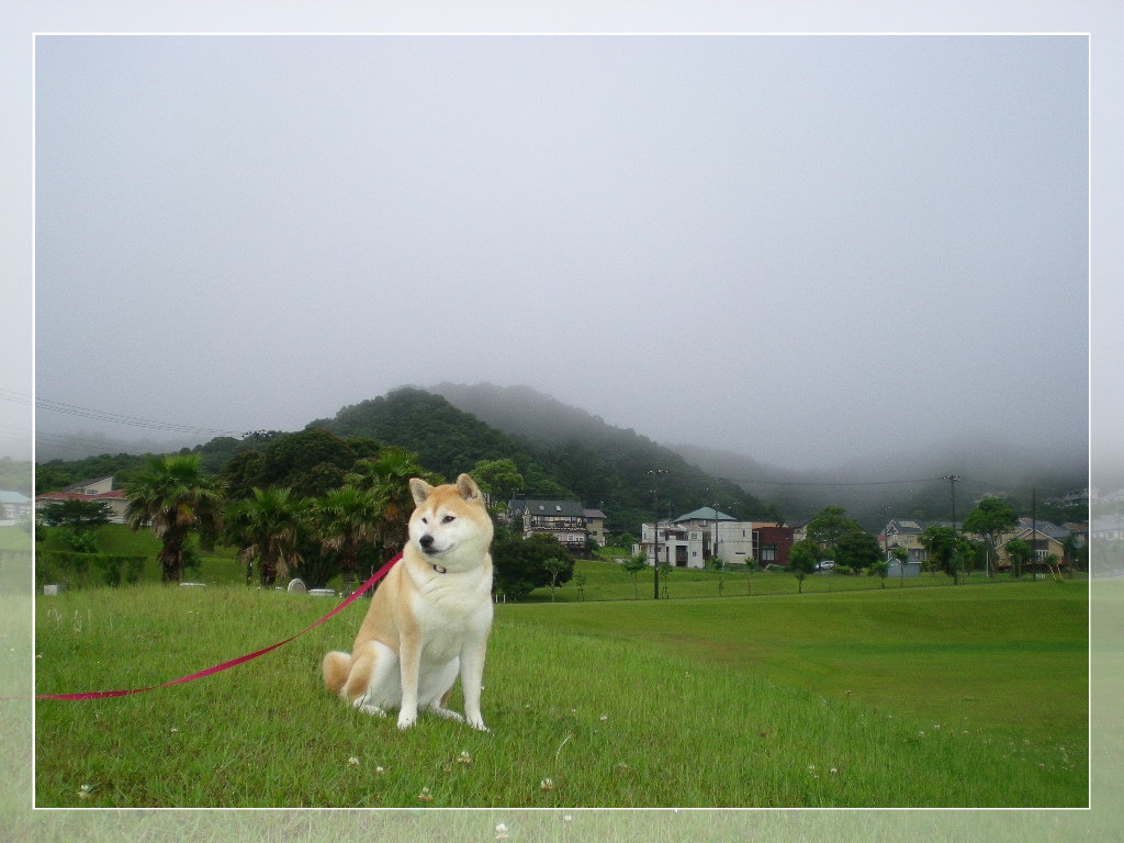 2010年6月21日(月)梅雨の日には・・・_f0060461_959533.jpg