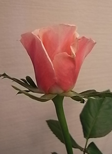 b0051666_18512257.jpg