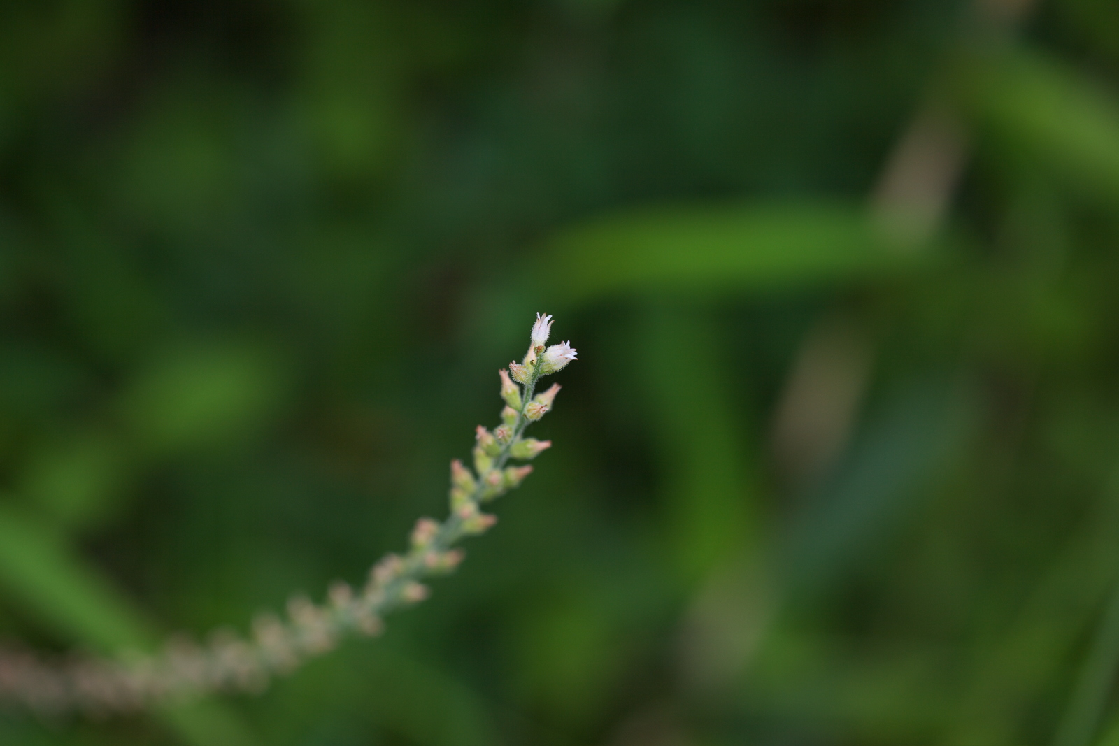 山道の花々・続き_e0015567_18533244.jpg