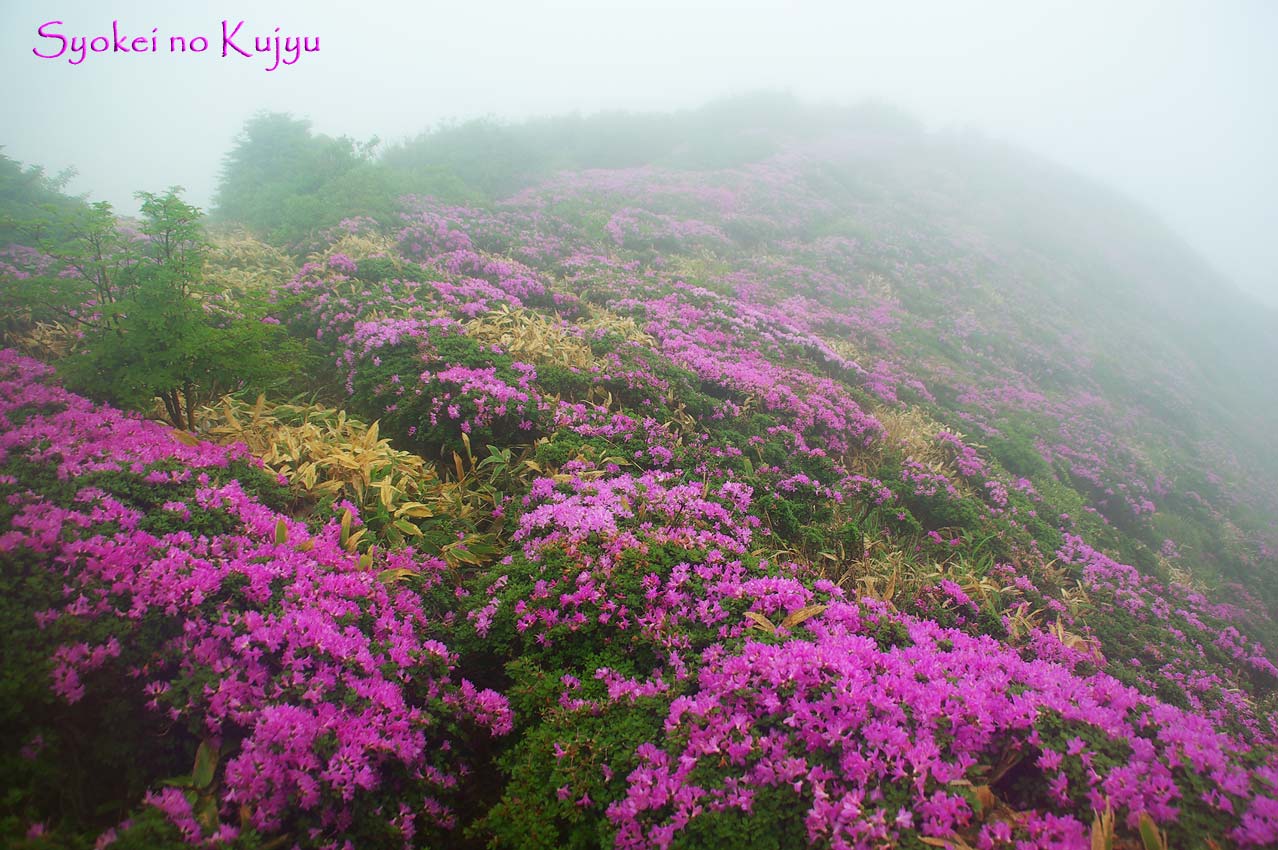 6月20日 扇ヶ鼻・星生山雨中登山_f0173067_17121691.jpg