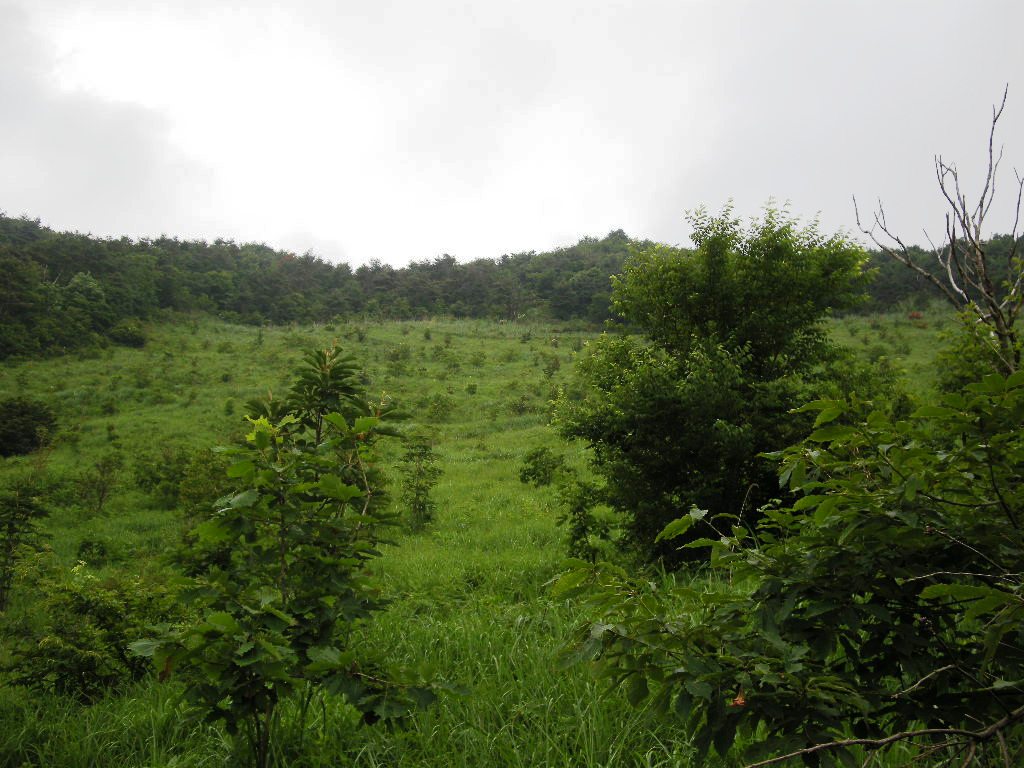 半年ぶり鳥取・智頭町の篭山_b0185573_17412440.jpg