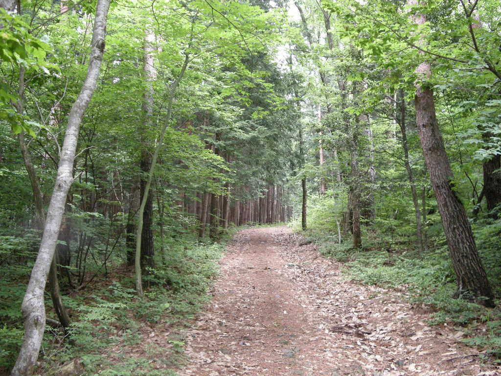 半年ぶり鳥取・智頭町の篭山_b0185573_4263244.jpg