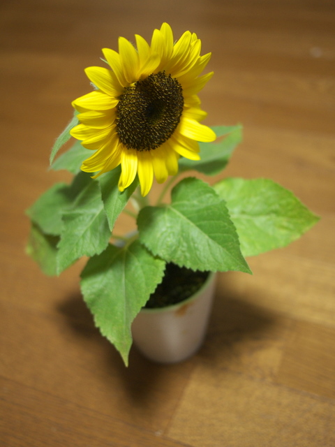 c0194174_232541.jpg