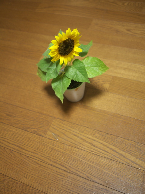 c0194174_235993.jpg