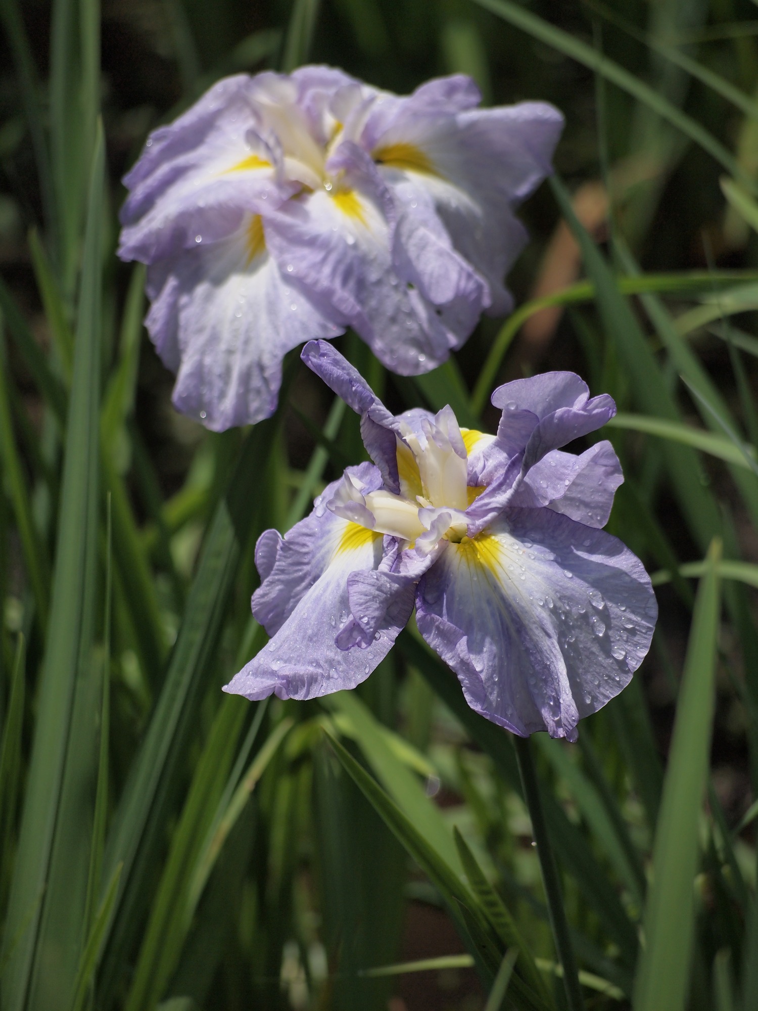 雨上がりの花菖蒲－泉自然公園 菖蒲田_e0071178_198094.jpg