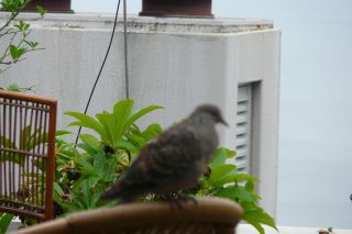 2010年6月21日 まだまだ。。。_b0098584_992047.jpg