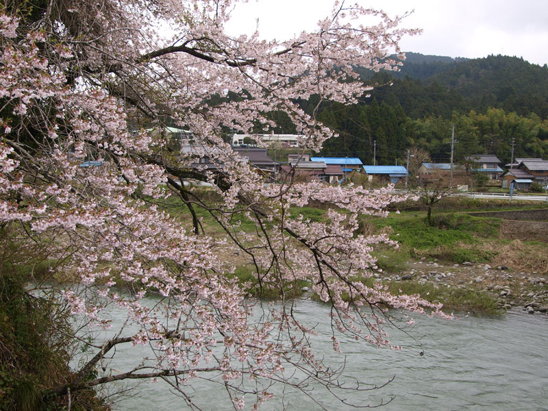 No.165　岐阜県　薄墨桜  _b0120889_045618.jpg