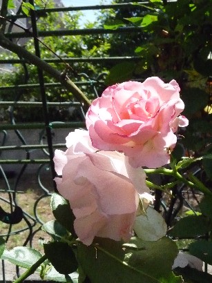 c0108693_1548411.jpg
