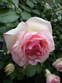 ピエール妃_a0134394_9495451.jpg